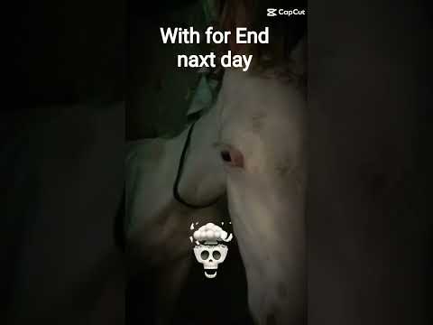 With For End😐#horse #trending #shorts #trollface #horseriding #automobile #animals #FinalWarning