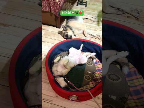 बेफिक्री🐕🦺🐶❤️ #shorts #ytshorts #doglife #animalworld #feelingcozy #voiceforvoiceless