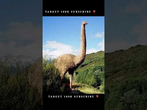 शेर से बड़ा पक्षी😱