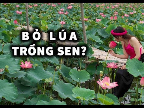 Nông dân Quảng Nam trồng sen bỏ lúa, mong thoát nghèo