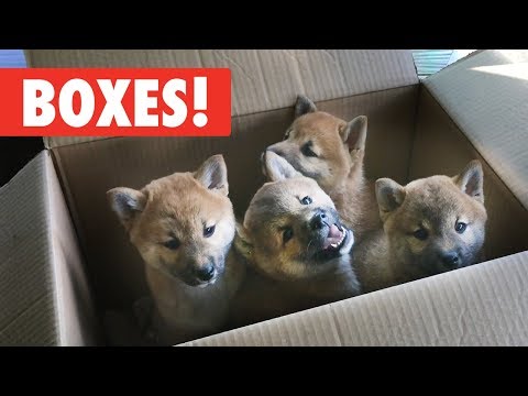 Animals Who Love Boxes! - UCPIvT-zcQl2H0vabdXJGcpg