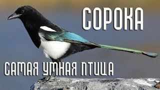 Сорока - самая умная птица (Птицы России) Фильм 70