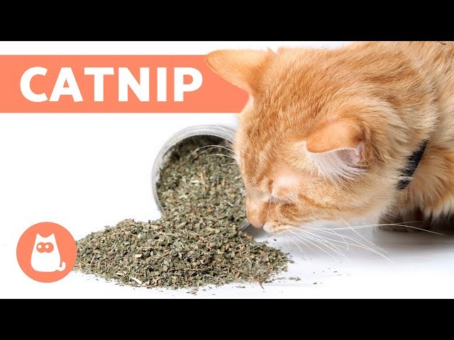 What Does Catnip Smell Like?
