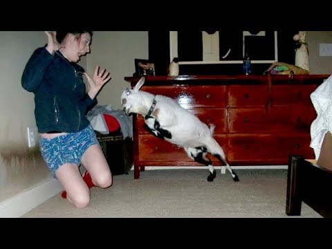 I'm 101% SURE that you will LAUGH EXTREMELY HARD! - Funny JUMPING GOATS videos - UCKy3MG7_If9KlVuvw3rPMfw