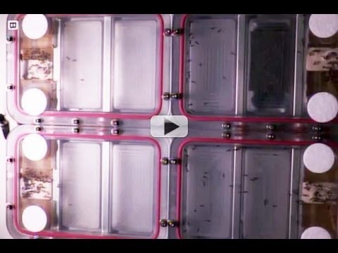 Ants In Space Work Hard To Move In Microgravity | Video - UCVTomc35agH1SM6kCKzwW_g