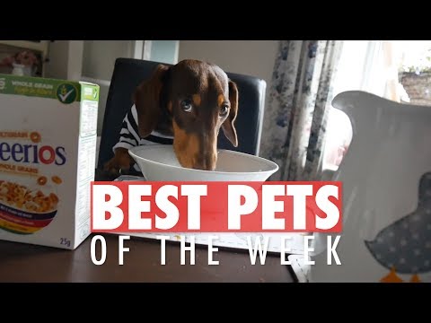 Best Pets of the Week | October 2017 Week 4 - UCPIvT-zcQl2H0vabdXJGcpg