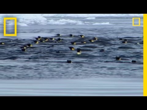 Penguins vs. Leopard Seal - UCpVm7bg6pXKo1Pr6k5kxG9A