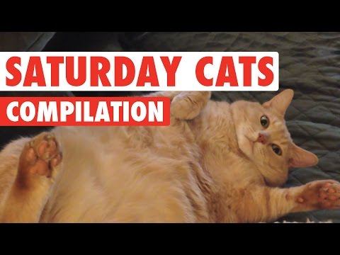 Saturday Cats Funny Pet Video Compilation 2016 - UCPIvT-zcQl2H0vabdXJGcpg