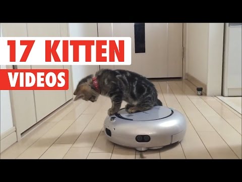 17 Cute Kitten Videos Compilation 2017 - UCPIvT-zcQl2H0vabdXJGcpg