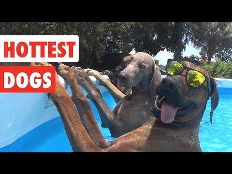 Hottest Dogs | Funny Dog Video Compilation 2017 - UCPIvT-zcQl2H0vabdXJGcpg