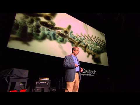 A Map of the Brain: Allan Jones at TEDxCaltech - UCsT0YIqwnpJCM-mx7-gSA4Q