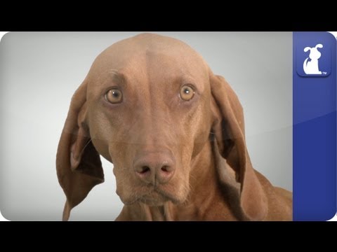 Doglopedia - Vizsla - UCPIvT-zcQl2H0vabdXJGcpg