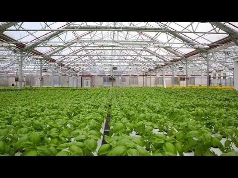 Gotham Greens Rooftop Farming | Built in Brooklyn - UCCjyq_K1Xwfg8Lndy7lKMpA