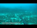 Carpe rouge (Pargo) chasse sous-marine au Mexique