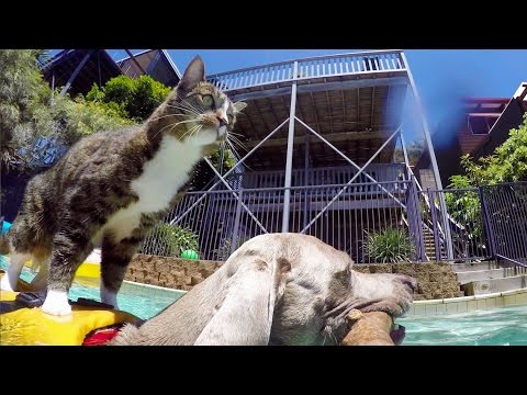 GoPro: Didga the Dog-Surfing Cat - UCqhnX4jA0A5paNd1v-zEysw