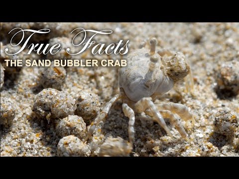 True Facts : The Sand Bubbler Crab - UCVpankR4HtoAVtYnFDUieYA