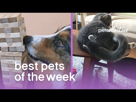 Best Pets of the Week (August 2019) Week 4 | The Pet Collective - UCPIvT-zcQl2H0vabdXJGcpg