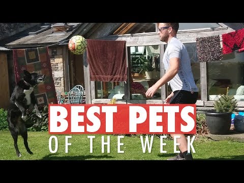 Best Pets of the Week | June 2018 Week 3 - UCPIvT-zcQl2H0vabdXJGcpg