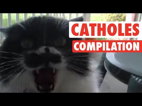 Angry Cat-holes || Super Pissed Off Cats Compilation - UCPIvT-zcQl2H0vabdXJGcpg