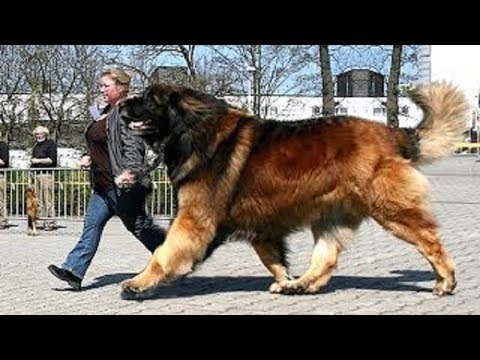 Giant dogs of the world part 3!!! - UCI-mqa072aPsYSijI3pzxzw
