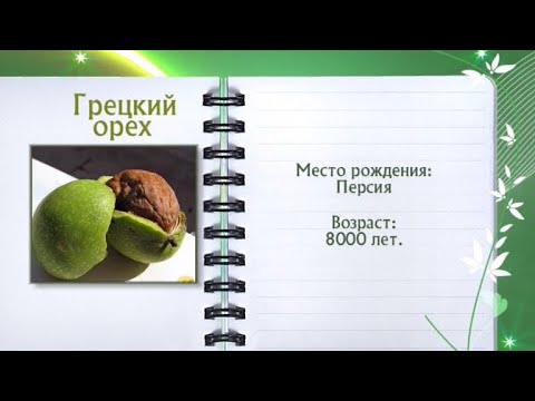 Кулинарная энциклопедия - Грецкий орех - Часть 2 - UC7XBjhXnmmXFsxmnys9PmDQ