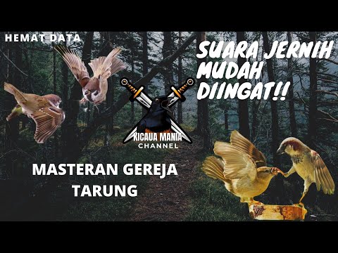 Mudah diingat!? Masteran Gereja Tarung Suara Jernih || Kicau Mania Channel