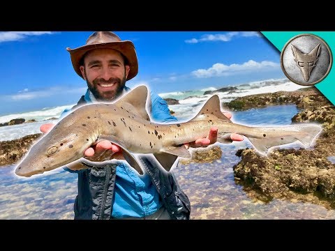 Catching a SHARK by HAND! - UC6E2mP01ZLH_kbAyeazCNdg