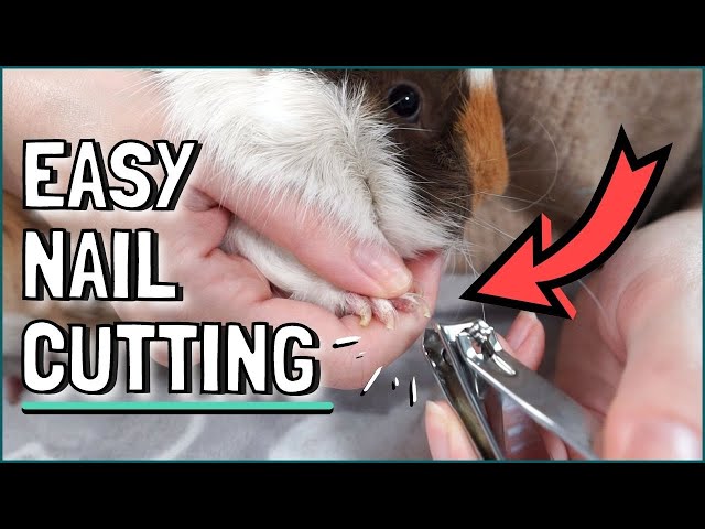How to Cut Guinea Pig Nails