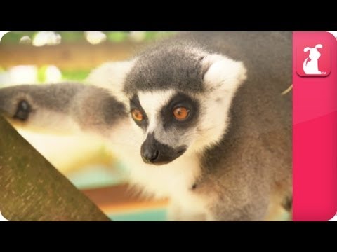 Bindi & Robert Irwin feature - Ring Tailed Lemurs (Vatobe) ( Va-tob-ee) - Growing Up Wild - UCPIvT-zcQl2H0vabdXJGcpg