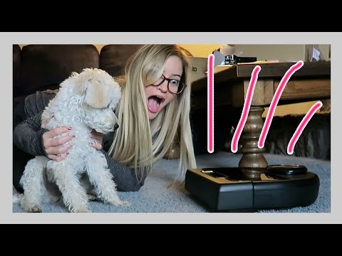 ROBOT VACUUM! | iJustine - UCey_c7U86mJGz1VJWH5CYPA