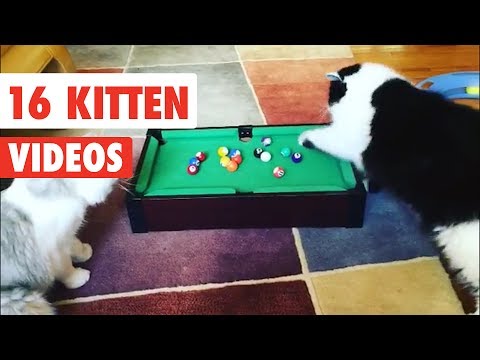 16 Funny Cats | Funny Cat Video Compilation 2017 - UCPIvT-zcQl2H0vabdXJGcpg