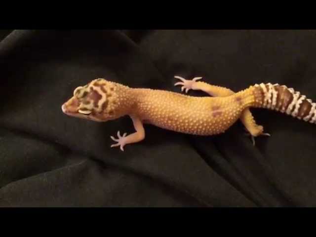 Why Do Geckos Chirp?