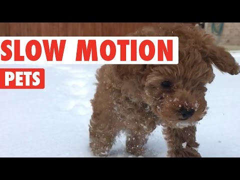 Amazing Slow Motion Pets Video Compilation 2016 - UCPIvT-zcQl2H0vabdXJGcpg