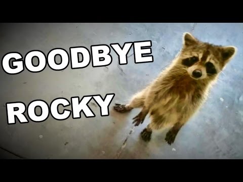 Goodbye Rocky Raccoon TheRcSaylors Are Coming Home! - UCYWhRC3xtD_acDIZdr53huA