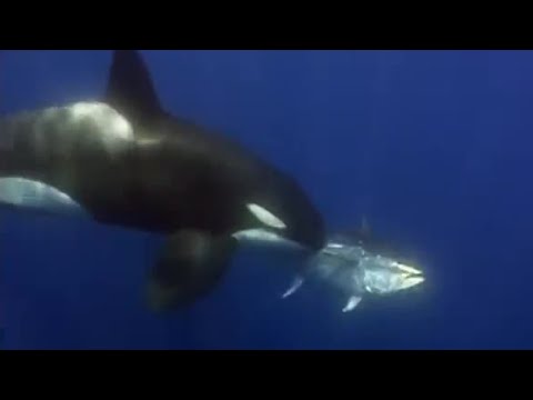 Giant Blue-Finned Tuna | Killer Whale | BBC - UCwmZiChSryoWQCZMIQezgTg