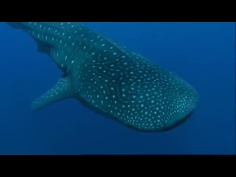 Whale Shark | Planet Earth | BBC - UCwmZiChSryoWQCZMIQezgTg