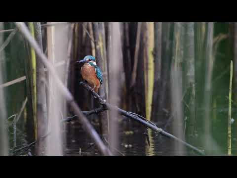 Ledňáček říční (Alcedo atthis), kingfisher