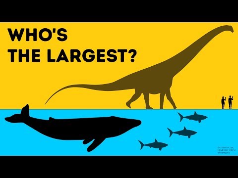 Who Is the Largest on Earth? - UC4rlAVgAK0SGk-yTfe48Qpw