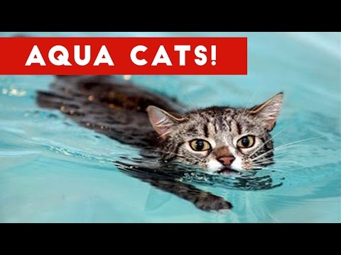 Cutest Cats Playing in Water Compilation 2017 | Best Cute Cat Videos Ever - UCYK1TyKyMxyDQU8c6zF8ltg