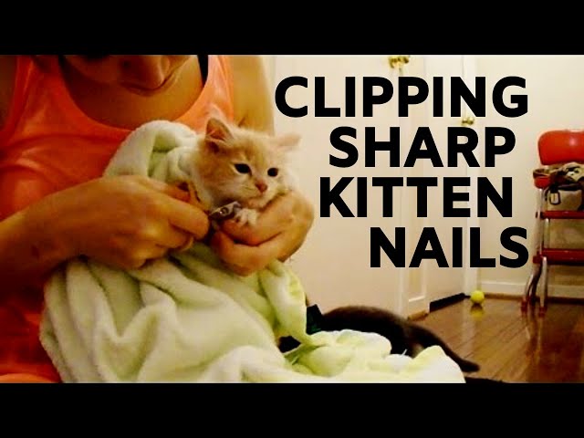 How to Cut Kittens Nails