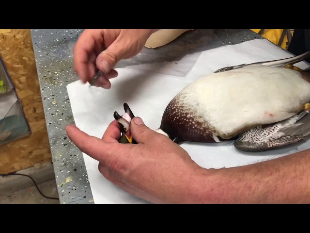 How to Preserve a Duck for Taxidermy?