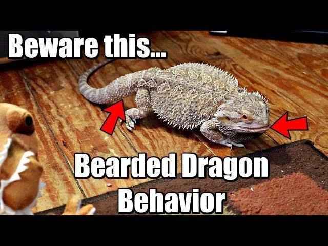 What Does It Mean When A Bearded Dragon Flattens Out?