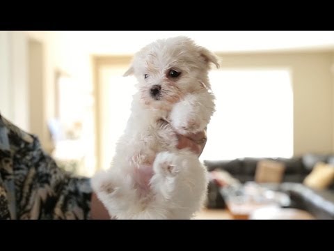 Blow Drying A Precious Maltese Puppy - UCPIvT-zcQl2H0vabdXJGcpg