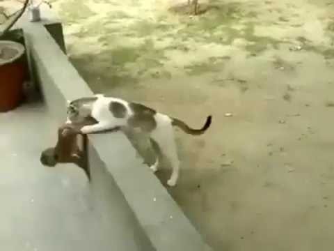 Lol! What Monkey Doing With Cat 