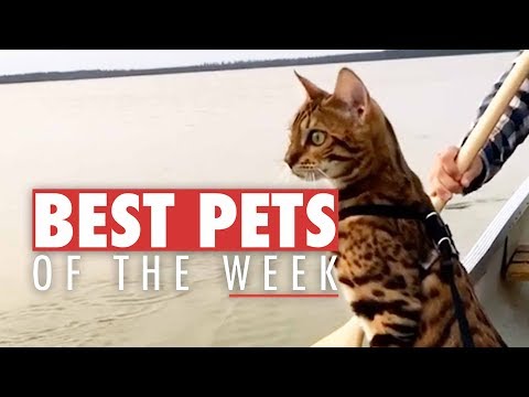 Best Pets of the Week | December 2017 Week 2 - UCPIvT-zcQl2H0vabdXJGcpg