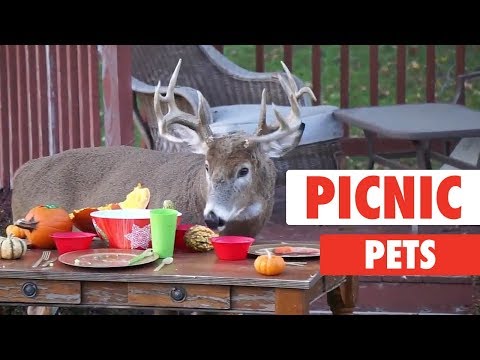 Picnic Pets - UCPIvT-zcQl2H0vabdXJGcpg