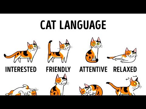 HOW TO UNDERSTAND YOUR CAT BETTER - UC4rlAVgAK0SGk-yTfe48Qpw