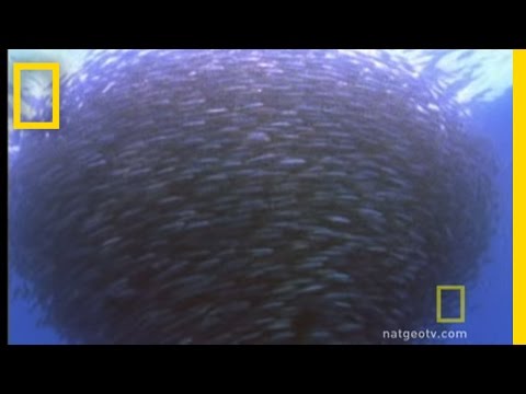 Bluefin Tuna Eat Bait Ball | National Geographic - UCpVm7bg6pXKo1Pr6k5kxG9A