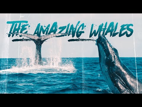 Call of The Humpback Whale (Incredible Journey to Tonga) - UCd5xLBi_QU6w7RGm5TTznyQ