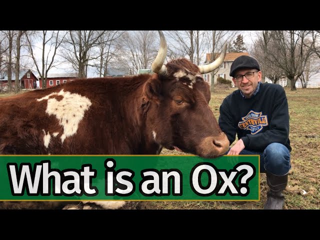 What Size is an Ox?